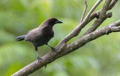 Cyanocorax cyanomelas