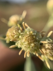 Baccharis sordescens