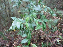 Viburnum integrifolium