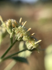 Baccharis sordescens