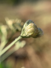 Baccharis sordescens