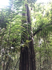 Aspidosperma excelsum