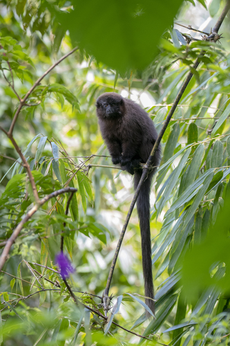 Urubamba Brown Titi (Plecturocebus urubambensis) — Least Concern Mammalia