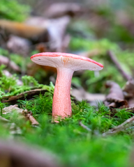 Russula rosacea