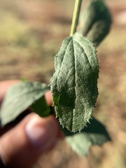 Baccharis sordescens