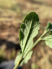 Baccharis sordescens