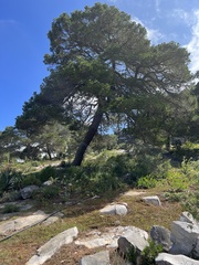 Pinus cembroides