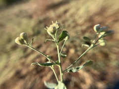 Baccharis sordescens