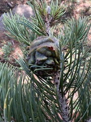 Pinus cembroides
