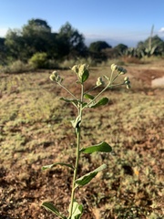 Baccharis sordescens