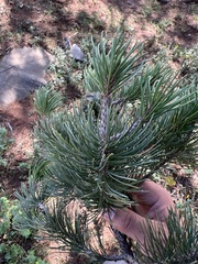 Pinus cembroides