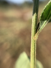 Baccharis sordescens