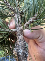 Pinus cembroides