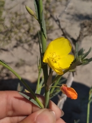 Eulobus crassifolius