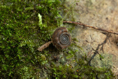 Helicodonta obvoluta