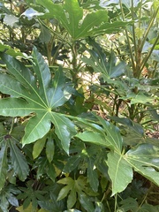 Fatsia japonica