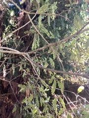Fatsia japonica