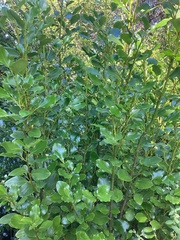 Fatsia japonica