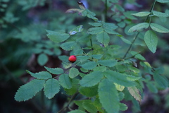 Rosa nutkana