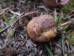 Rhizopogon