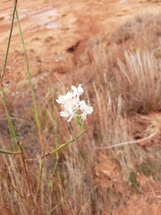 Oenothera glaucifolia