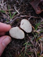 Rhizopogon