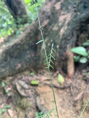 Oplismenus compositus