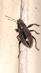 Naupactus tremolerasi