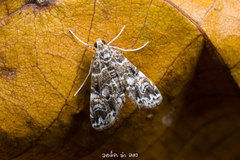 Elophila melagynalis