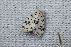 Aemene clarimaculata