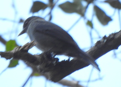 Contopus fumigatus