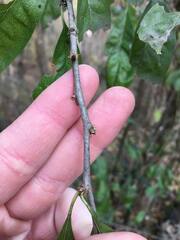 Sideroxylon lycioides