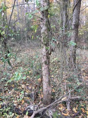 Sideroxylon lycioides