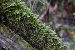 Porella platyphylla