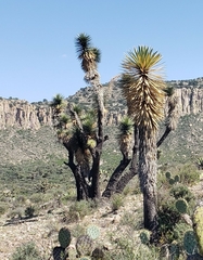 Yucca decipiens