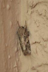 Spodoptera exigua