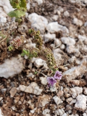 Phacelia integrifolia