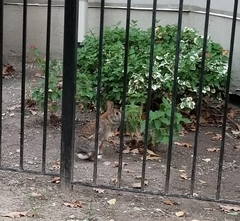 Sylvilagus floridanus