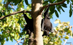 Pteropus alecto
