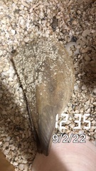 Pinnidae