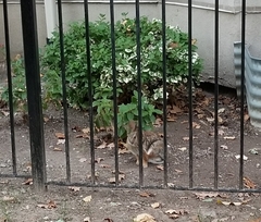 Sylvilagus floridanus