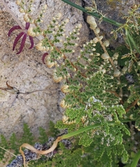 Myriopteris myriophylla