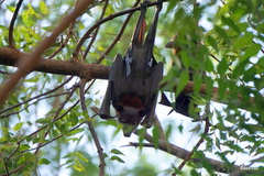 Pteropus alecto