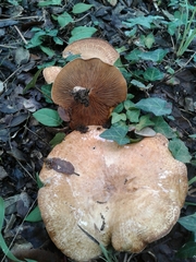 Paxillus rubicundulus