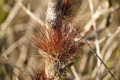 Tillandsia setacea