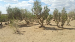 Haloxylon ammodendron