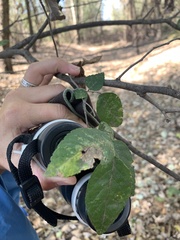 Planera aquatica
