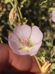 Sphaeralcea fulva