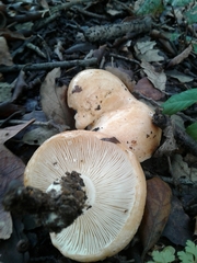 Lactarius acerrimus