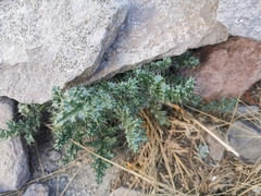 Caiophora chuquitensis